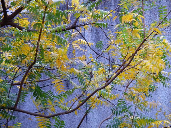 17-02黃連木~紅葉~揉和了牆壁.JPG