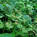 04-01粗毛小米菊.JPG