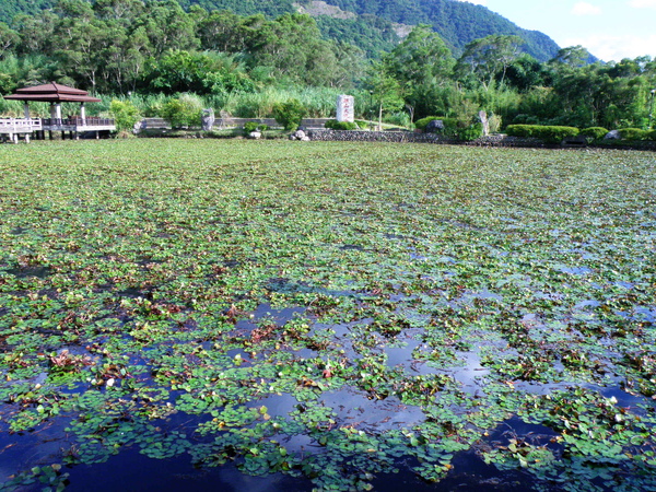 01-13花蓮羅山村 大魚池菱角田 (3).JPG