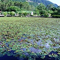 01-13花蓮羅山村 大魚池菱角田 (3).JPG