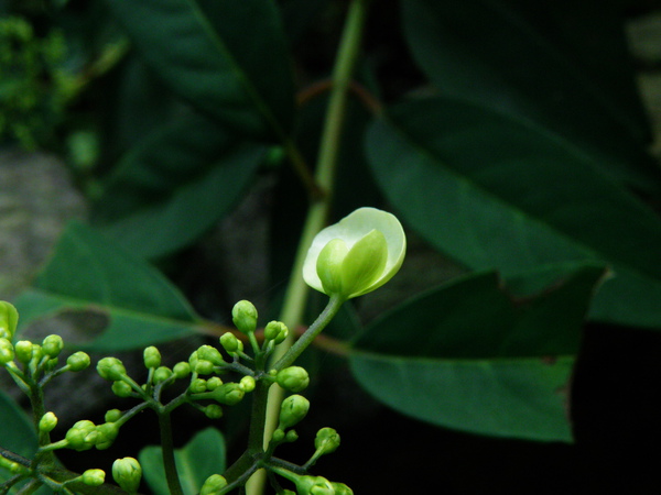 15-02八仙花科華八仙~花萼瓣化.JPG