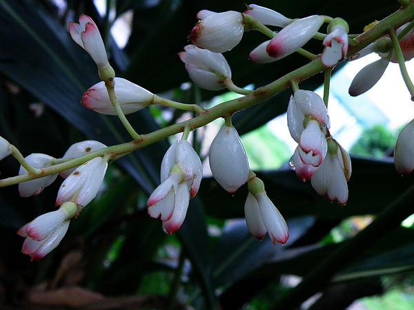 01-06月桃~一次兩朵花複總狀花序~圓錐花序.JPG