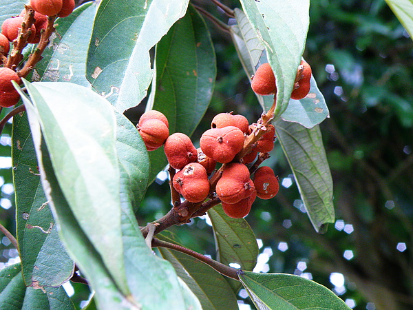 12-01粗糠柴~紅色的樹脂，可提取紅色或橙色染料     (1).JPG