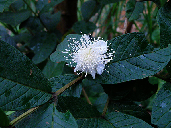 08-01桃金孃科~芭樂~雄蕊多多~閉鎖脈 (1).JPG