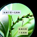 26-06烏來柯雌花.bmp