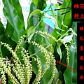 26-03烏來柯雌雄花序.bmp