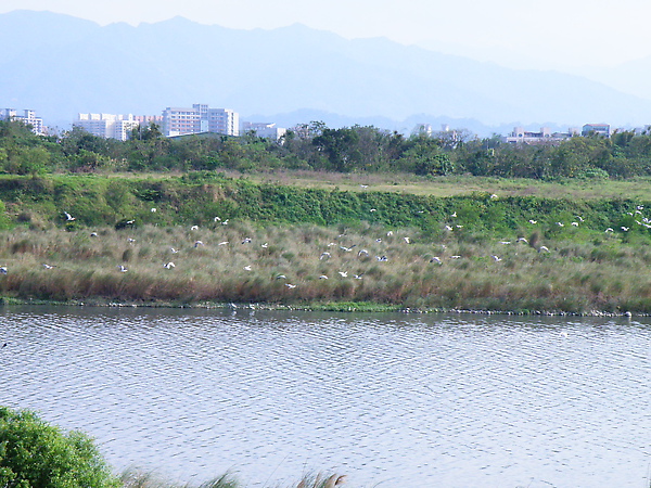 01-01鳥兒新樂園.JPG