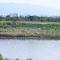 01-01鳥兒新樂園.JPG