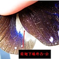 01-01小紫斑蝶~前翅下緣外凸~公.bmp