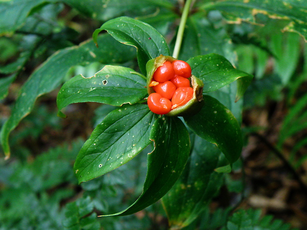 01-03百合科七葉一枝花果實200810二子坪.JPG