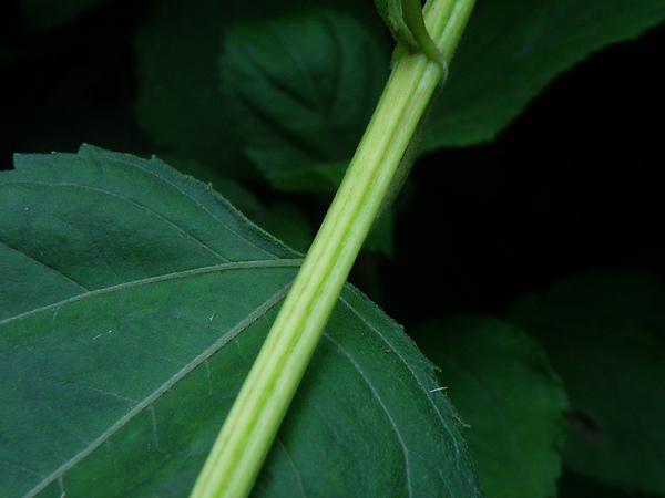 14-01雙花蟛蜞菊~莖有凹溝葉對生.JPG