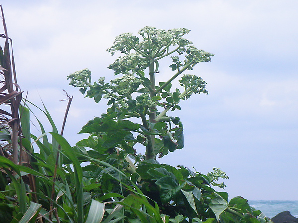 16-01繖型科濱當歸.JPG