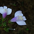 08-01佛氏通泉草~烏子草.JPG