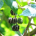 13-01大戟科蓖麻~紅雌花3叉再2開裂下黃雄花未熟果實  (5).JPG