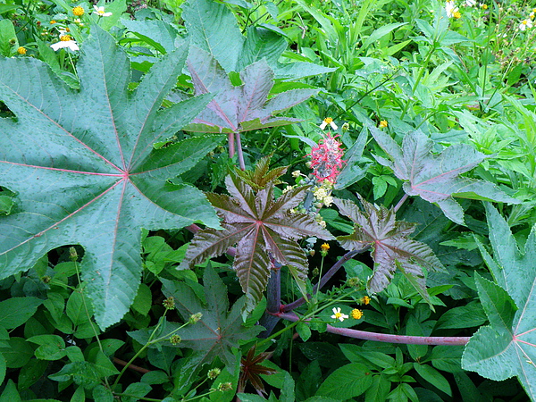 13-01大戟科蓖麻~紅雌花3叉再2開裂下黃雄花未熟果實 .JPG