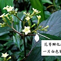 玉葉金花花萼瓣化.bmp