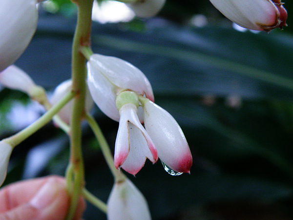 01-03月桃~一次兩朵花複總狀花序~圓錐花序.JPG