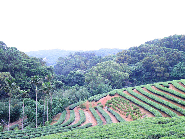 04-01坑子村茶園.JPG