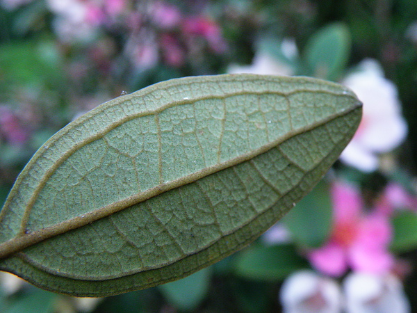 07-01桃金孃科~雄蕊多紅花開白花謝雙層閉鎖脈 (4).JPG