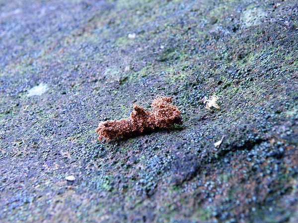19-01砧夜蛾~幼蟲會以細砂或木屑裹身，爬行於地面或樹幹避險.JPG