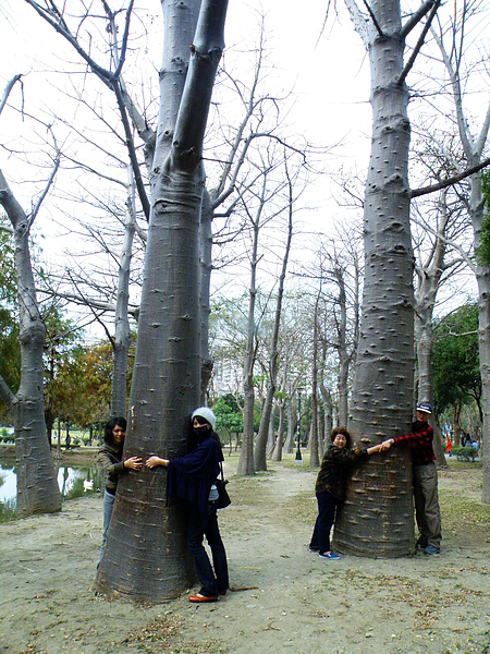 09-01木棉科猢猻木200901台南巴克禮公園.JPG