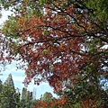 111112-13-井之頭公園.JPG