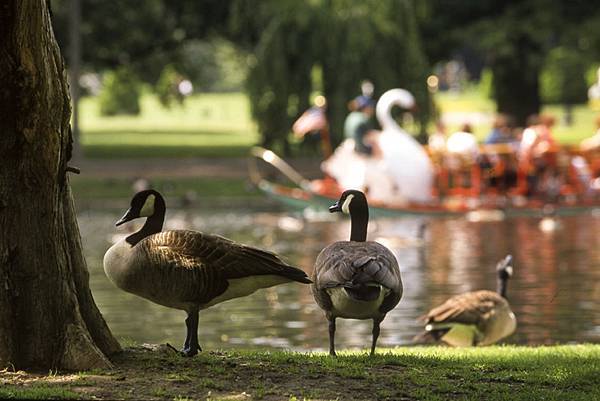 boston_commons