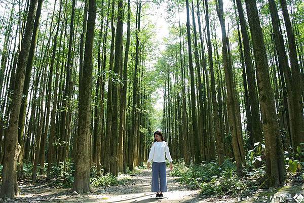 埔里黑森林  (1).jpg