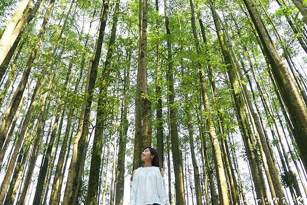 埔里黑森林 (2).jpg