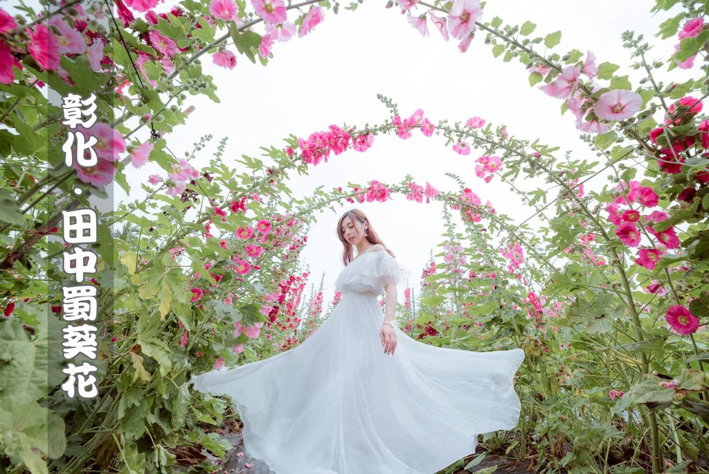田中蜀葵花海藝術節,蜀葵花,田中窯創意園區,窯烤美食,手拉坏體驗,花海迷宮,裝置藝術,彰化,田中,蜀葵花海藝術節,花海迷