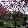 2012.02.17  228公園櫻花~2