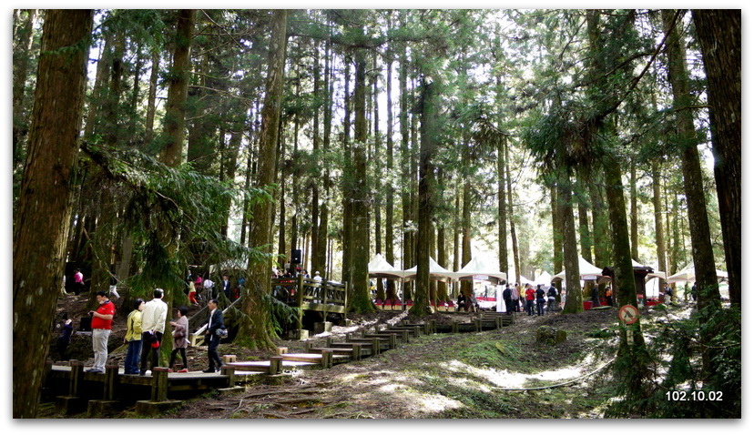 嘉義 阿里山 神木下婚禮