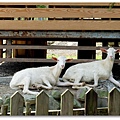 DSCF0247.JPG