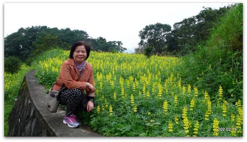 新北文山 貓空賞魯冰花.杏花