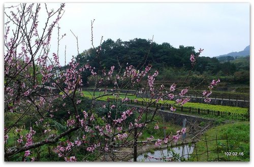 新北文山 貓空賞魯冰花.杏花