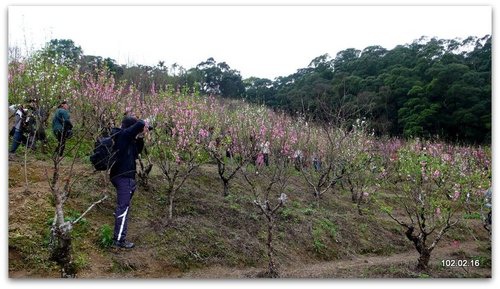 新北文山 貓空賞魯冰花.杏花