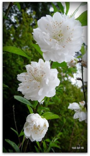 新北文山 貓空賞魯冰花.杏花