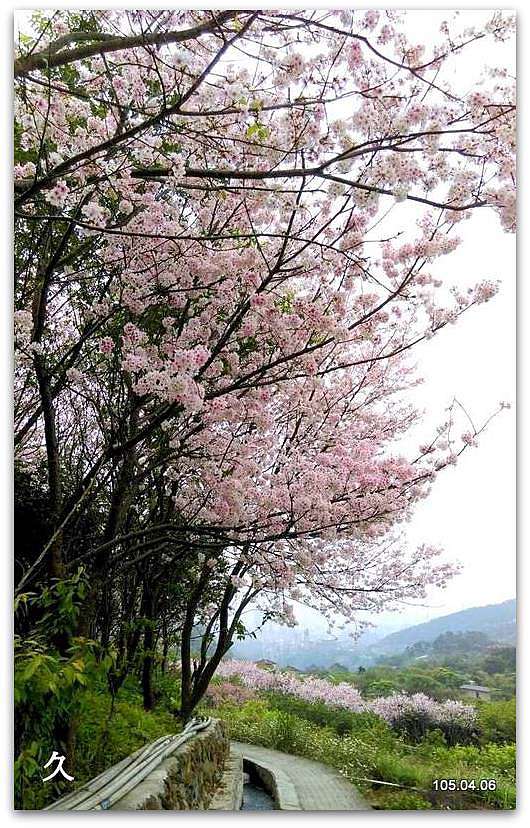 台北北投十八份水圳賞櫻 老賴聚樂部 痞客邦 台北北投十八份水圳賞櫻 老賴聚樂部 痞客邦