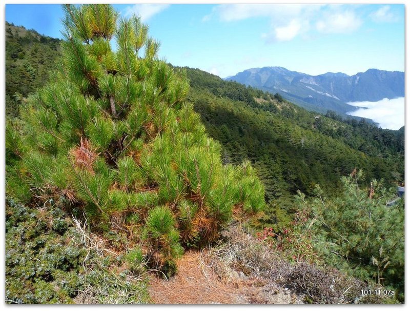 南投仁愛 合歡山北峰