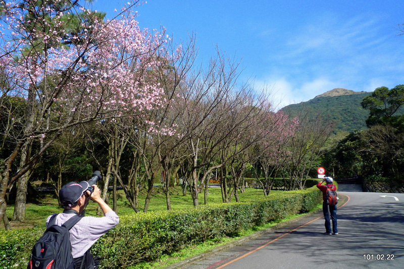 陽明山 賞花 喝春酒