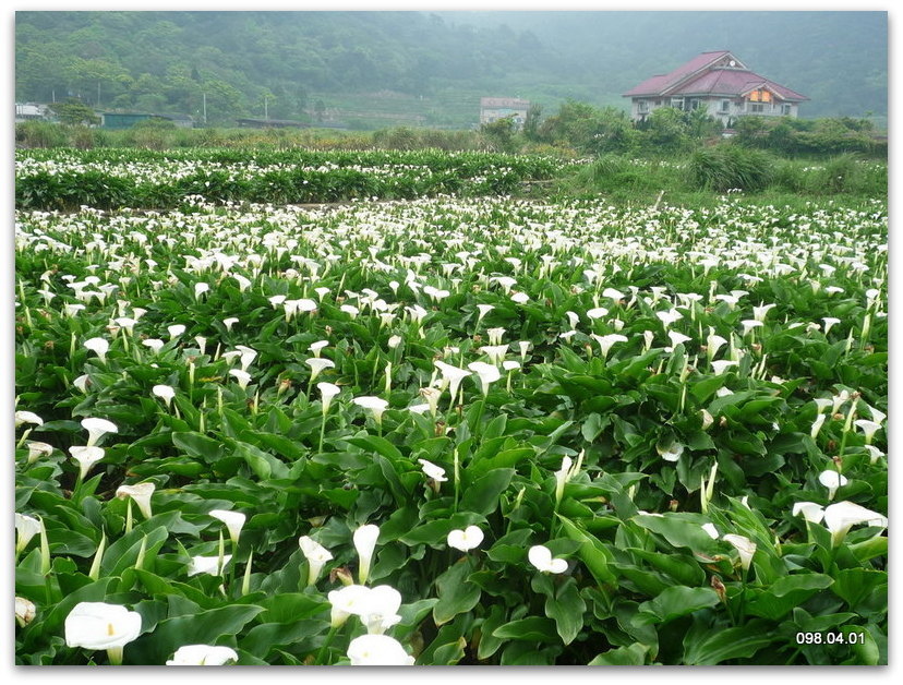 竹子湖賞海芋_11.jpg