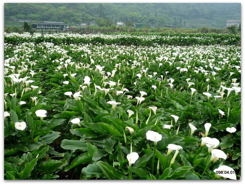 竹子湖賞海芋_13.jpg