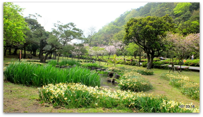 陽明山花季 賞花半日遊  (+40砲陣地)