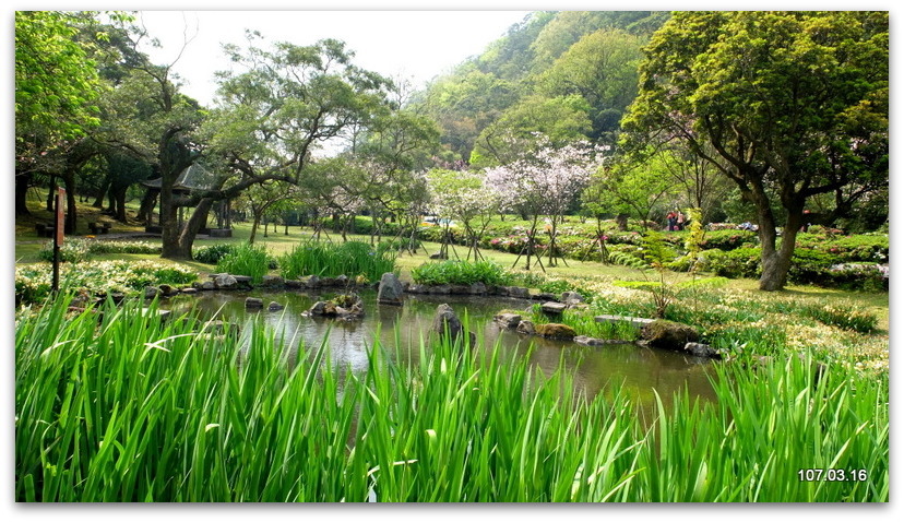 陽明山花季 賞花半日遊  (+40砲陣地)