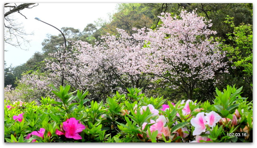 陽明山花季 賞花半日遊  (+40砲陣地)