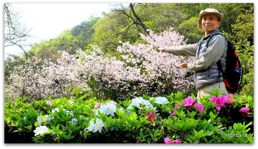 陽明山花季 賞花半日遊  (+40砲陣地)