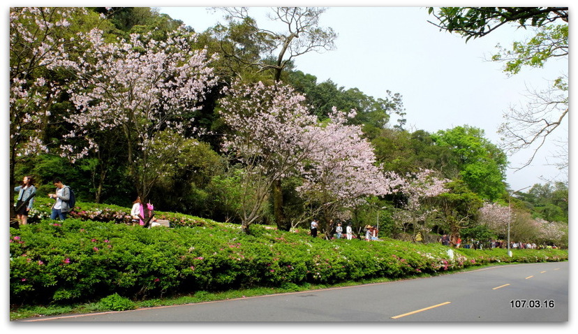 陽明山花季 賞花半日遊  (+40砲陣地)