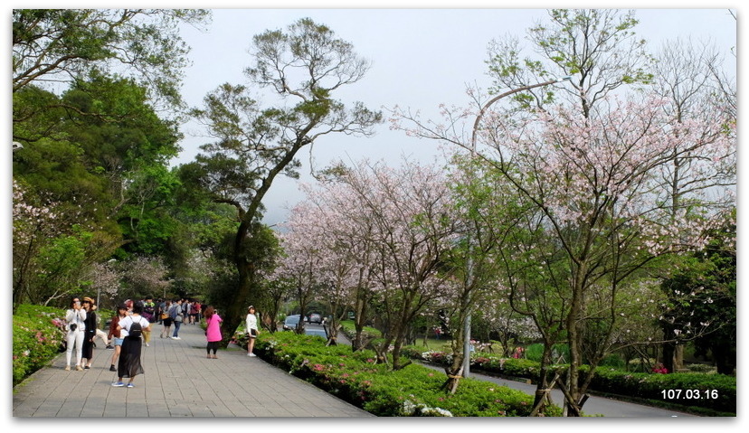 陽明山花季 賞花半日遊  (+40砲陣地)