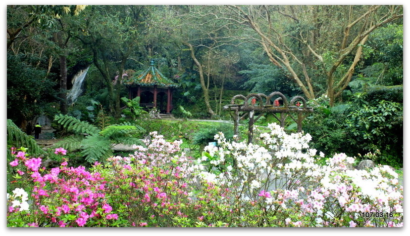 陽明山花季 賞花半日遊  (+40砲陣地)