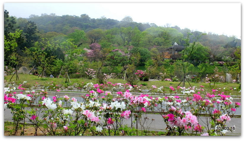 陽明山花季 賞花半日遊  (+40砲陣地)